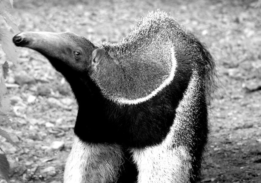 Loss of forests turns up the heat, literally, on giant anteaters